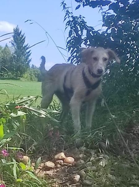 Chicco  💜💜💜 sucht Happy-Home