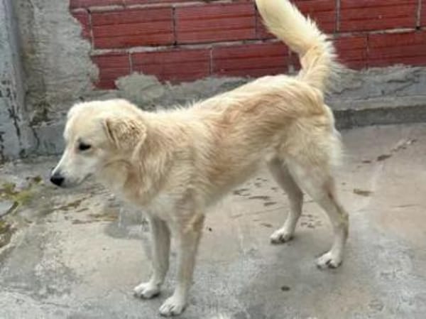 CIPRIA - ein armes Würmchen