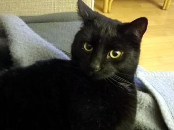 DIESEL möchte wieder durchstarten