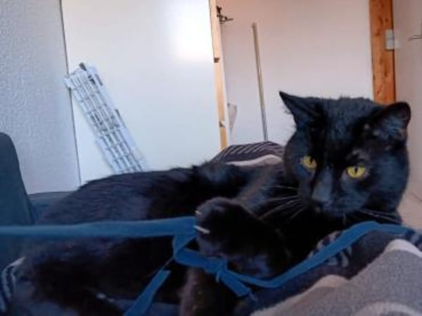 DIESEL möchte wieder durchstarten