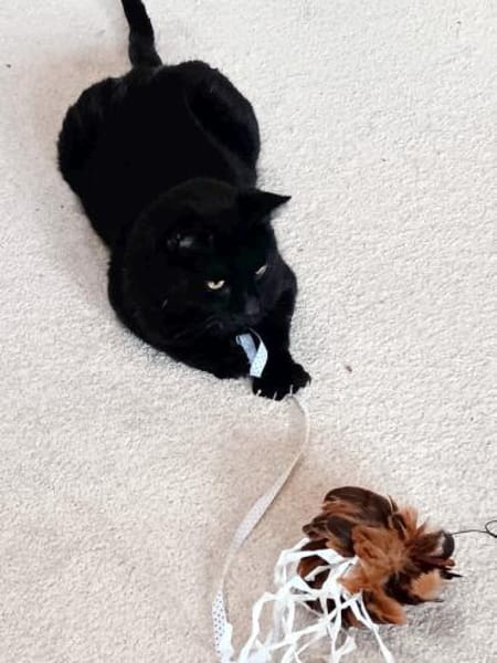 DIESEL möchte wieder durchstarten