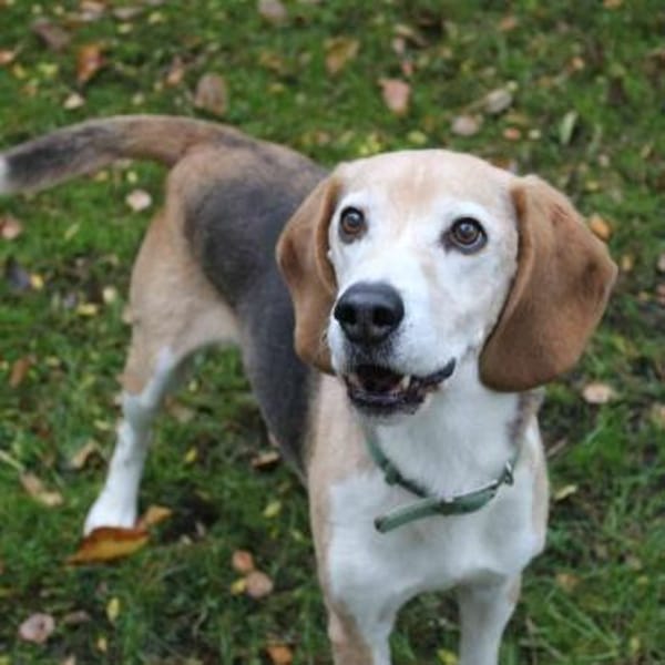 Otto, Sonnenschein auf 4 Pfoten