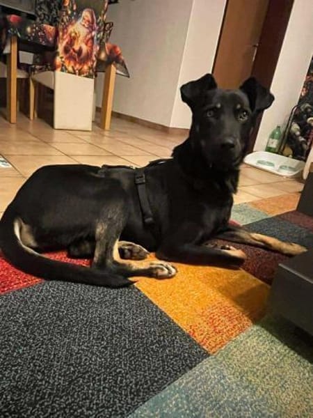 Tora - unser wunderschöner Rohdiamant!