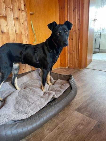 Tora - unser wunderschöner Rohdiamant!