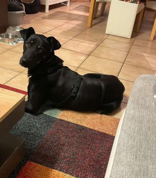 Tora - unser wunderschöner Rohdiamant!