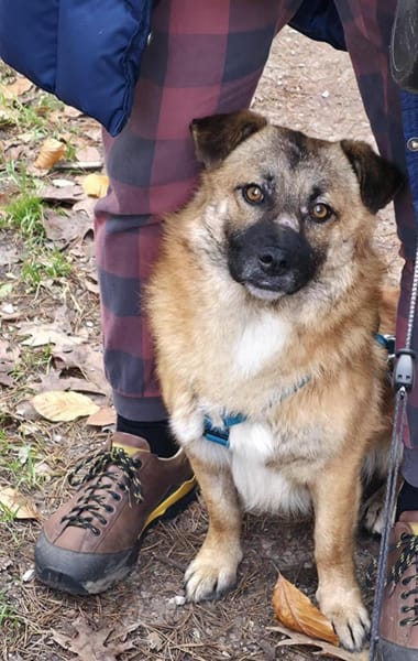 Toller Lenny wartet in Nürnberg!
