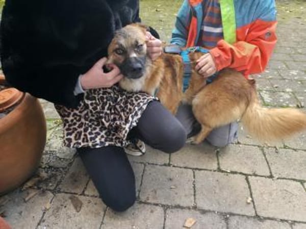 Toller Lenny wartet in Nürnberg!