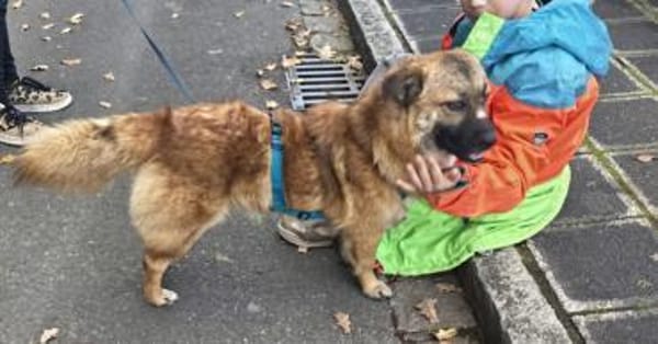 Toller Lenny wartet in Nürnberg!