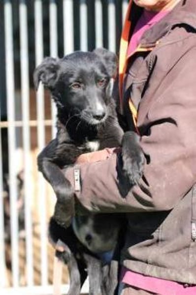 Dhahi - verspielter Jungrüde