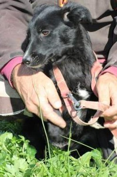 Dhahi - verspielter Jungrüde