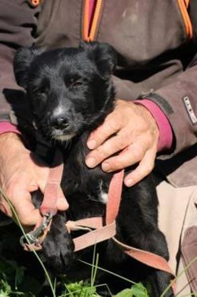 Dhahi - verspielter Jungrüde