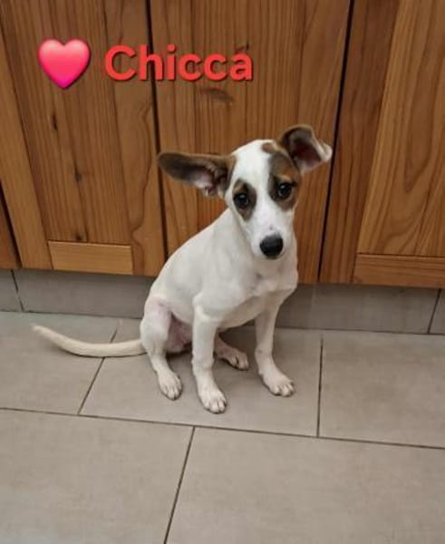 Chicca - super süßer verschmuster Welpe
