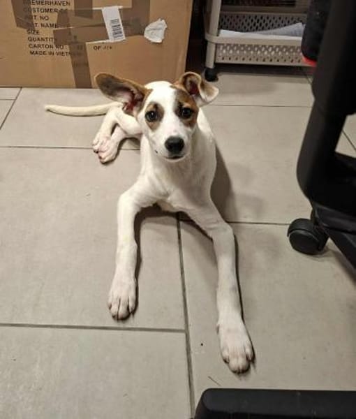 Chicca - super süßer verschmuster Welpe