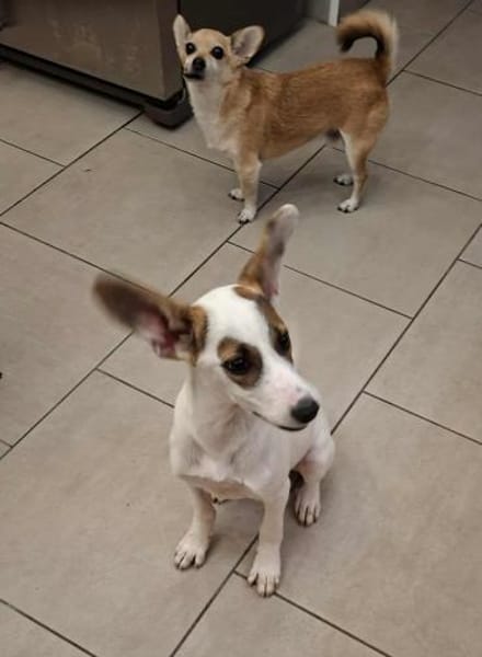 Chicca - super süßer verschmuster Welpe