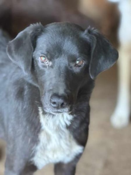 Emily Dickinson wird immer übersehen 🐾