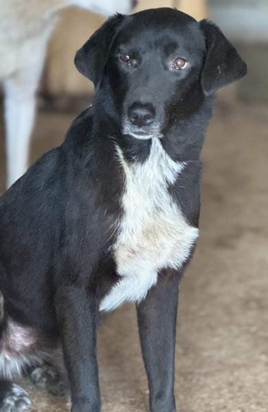 Emily Dickinson wird immer übersehen 🐾