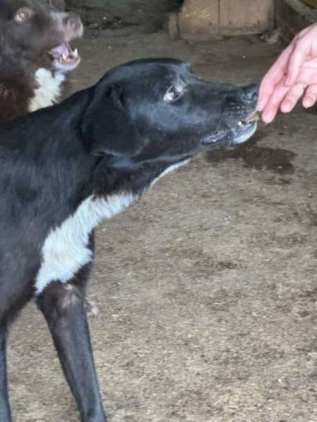 Emily Dickinson wird immer übersehen 🐾