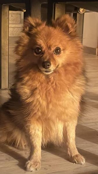 Bertha bald in 42859 Remscheid