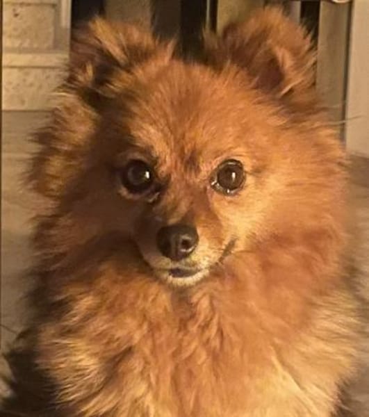 Bertha bald in 42859 Remscheid