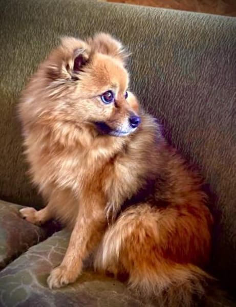 Bertha bald in 42859 Remscheid