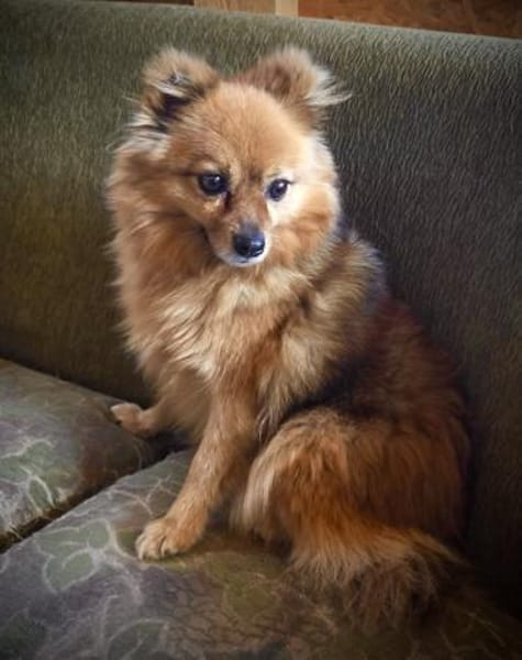 Bertha bald in 42859 Remscheid