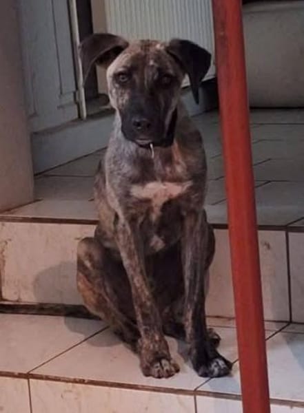 Arnie, Junghund sucht seine Familie