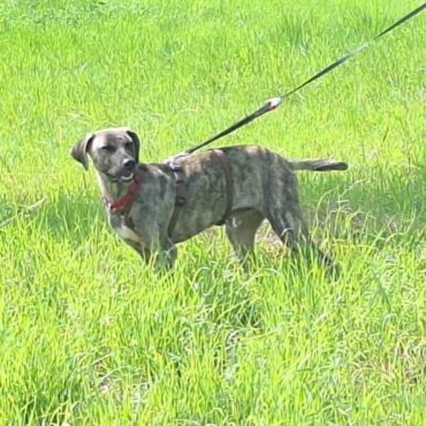 Arnie, Junghund sucht seine Familie