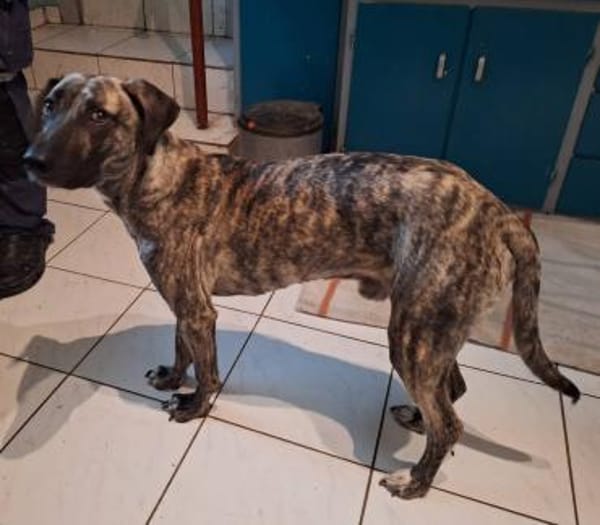 Arnie, Junghund sucht seine Familie