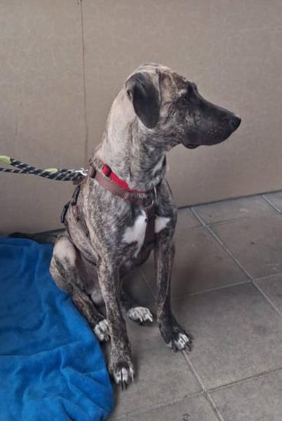 Arnie, Junghund sucht seine Familie