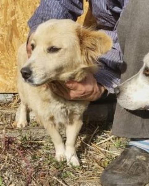 Cassy 38 cm (Pfegestelle)