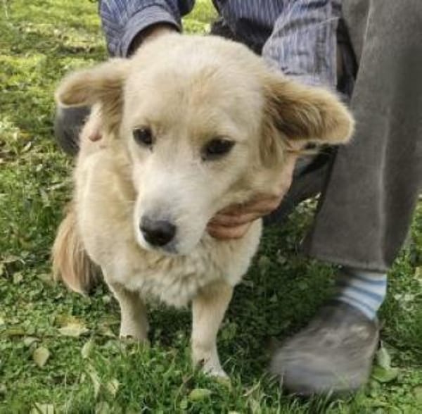 Cassy 38 cm (Pfegestelle)