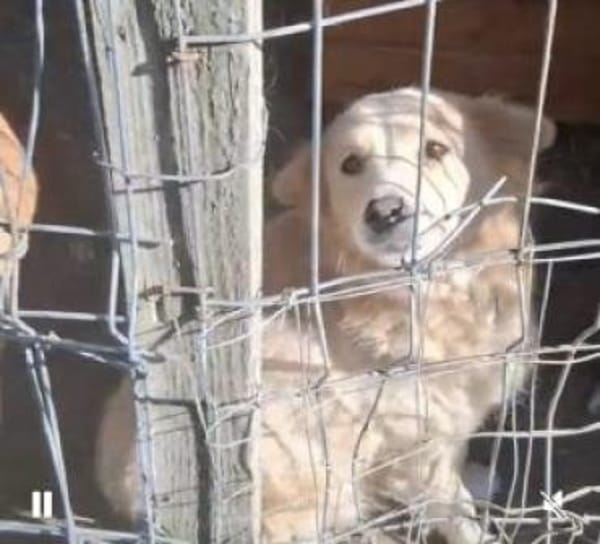 Cassy 38 cm (Pfegestelle)