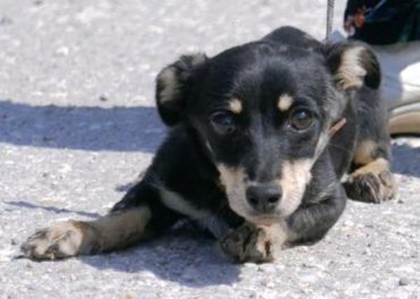 Klein Tonkitu ist so ein toller Schatz!