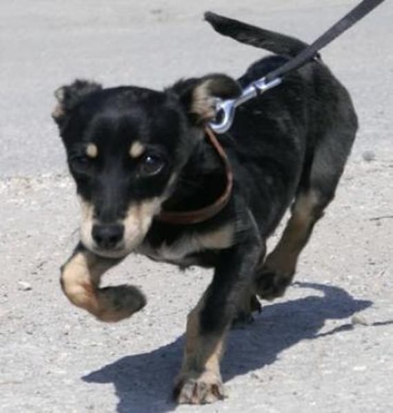 Klein Tonkitu ist so ein toller Schatz!