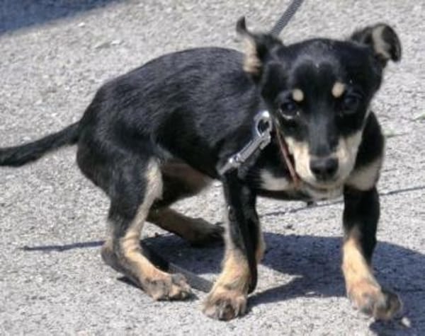 Klein Tonkitu ist so ein toller Schatz!