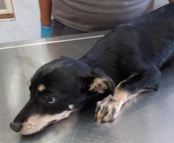 Klein Tonkitu ist so ein toller Schatz!