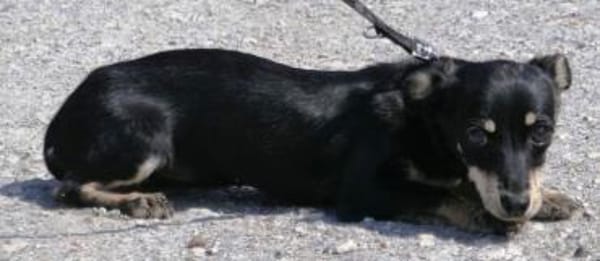 Klein Tonkitu ist so ein toller Schatz!