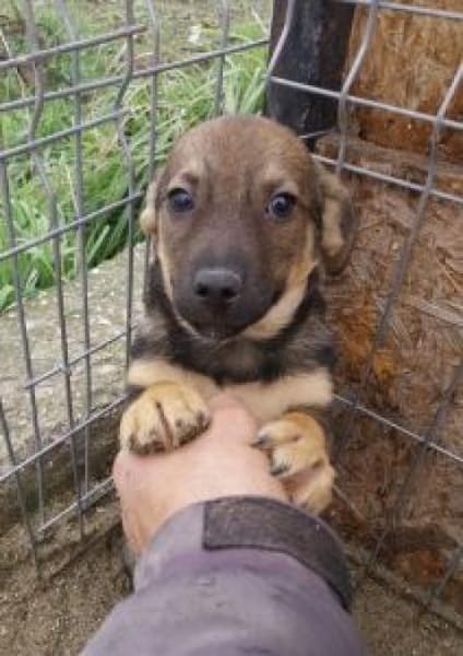 Simon 28 cm (Nov 25) Pflegestelle