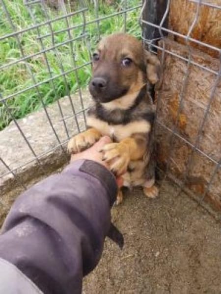 Simon 28 cm (Nov 25) Pflegestelle