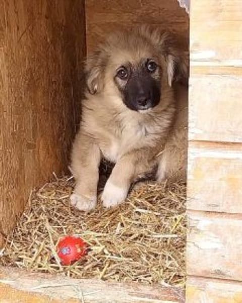 Sam 29 cm (Nov 25) Pflegestelle