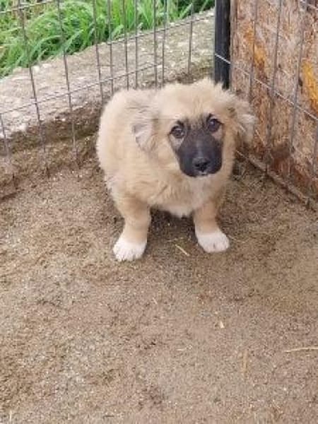 Sam 29 cm (Nov 25) Pflegestelle