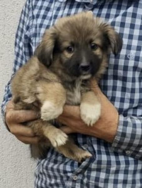 Sam 29 cm (Nov 25) Pflegestelle