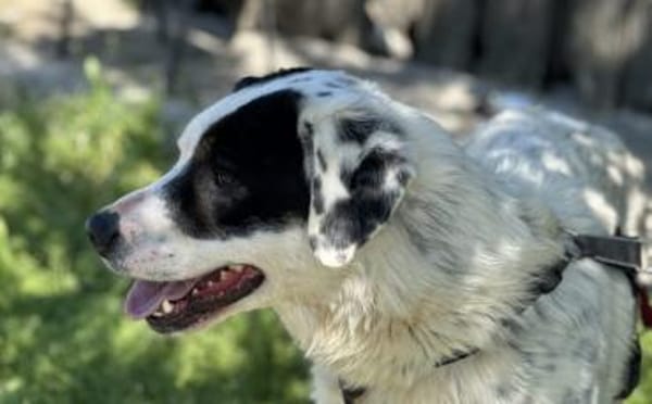 Schreibst du mit an Fleckis Happy End?