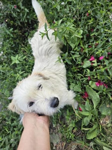 Susi - Wuschel sucht 4ever Home