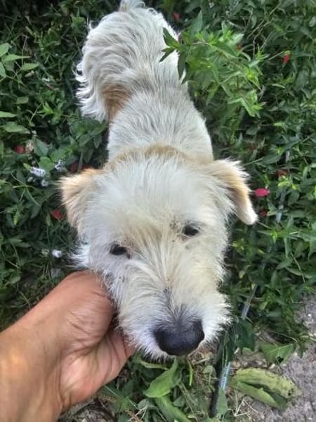 Susi - Wuschel sucht 4ever Home