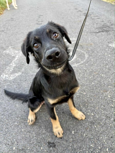 🐾 À L’ADOPTION – LORIENT, le petit bout en train au cœur tendre ! 🐾