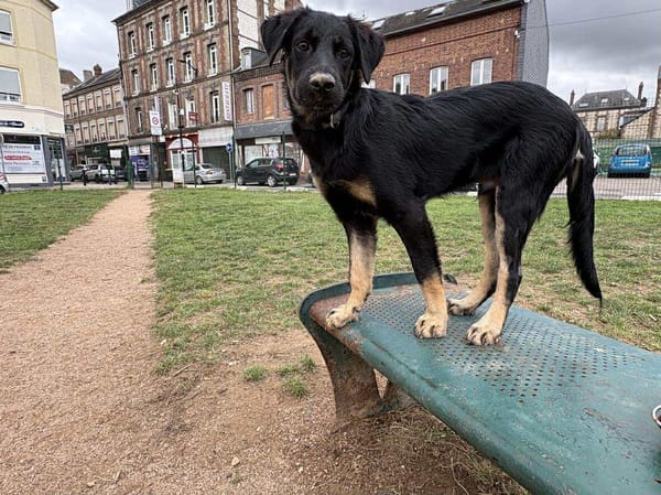 🐾 À L’ADOPTION – LORIENT, le petit bout en train au cœur tendre ! 🐾