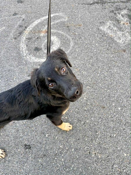 🐾 À L’ADOPTION – LORIENT, le petit bout en train au cœur tendre ! 🐾