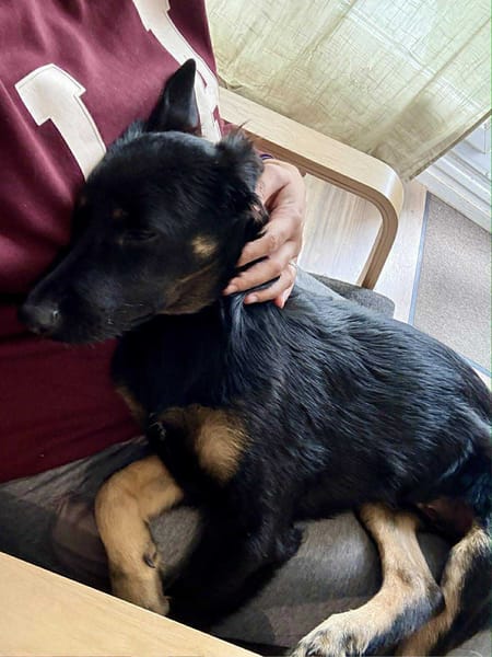 🐾 À L’ADOPTION – LORIENT, le petit bout en train au cœur tendre ! 🐾