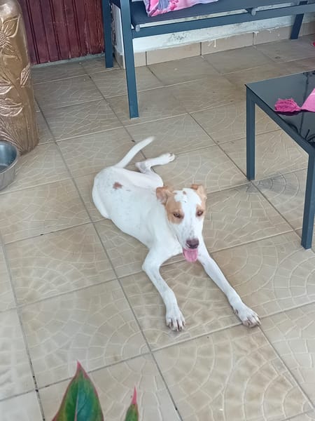 🐾 À L’ADOPTION – LOVA, la tendresse incarnée ! 🐾